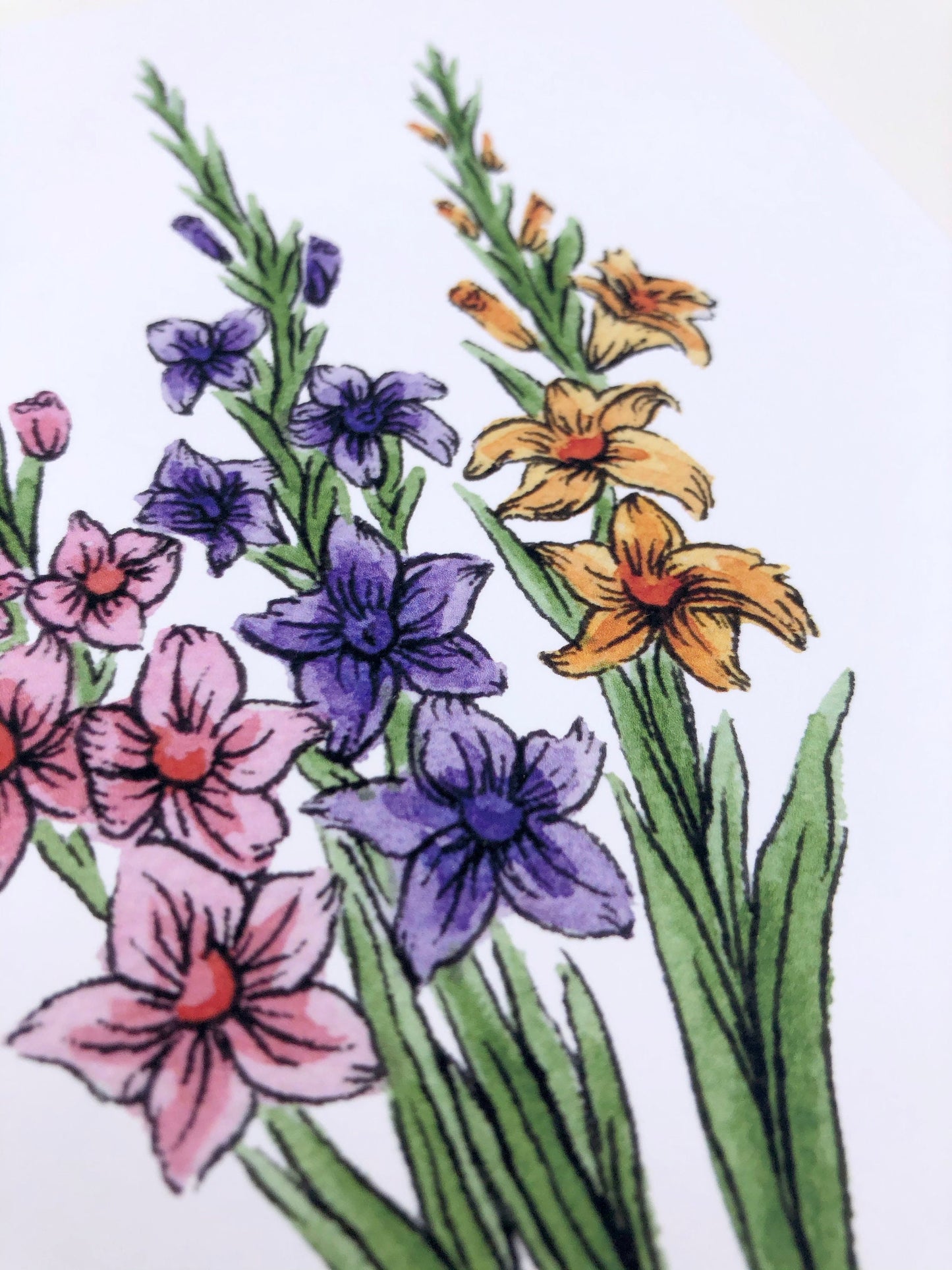 Gladiolus Art Print