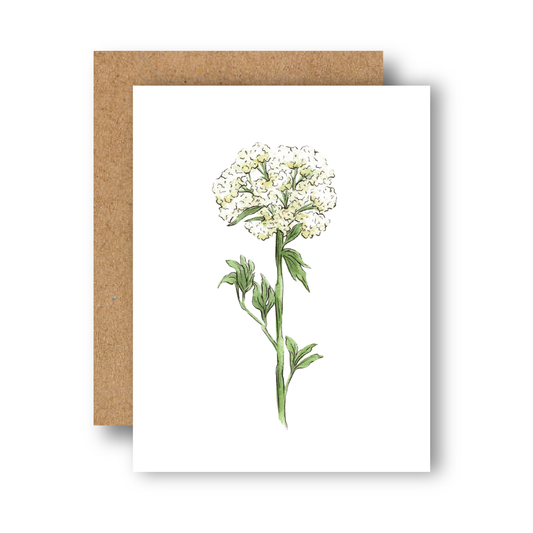 Queen Annes Lace Everyday Greeting Card