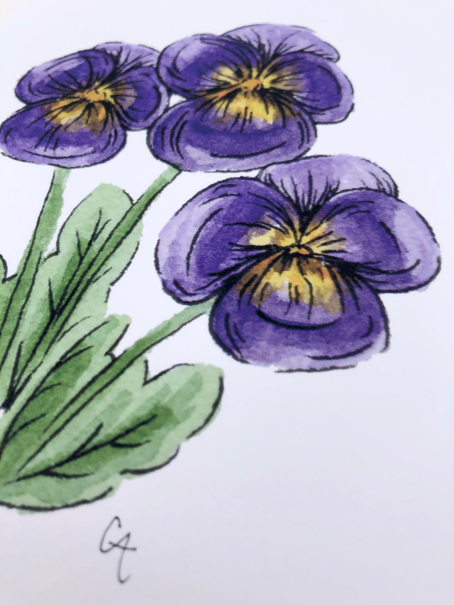 Pansy Art Print
