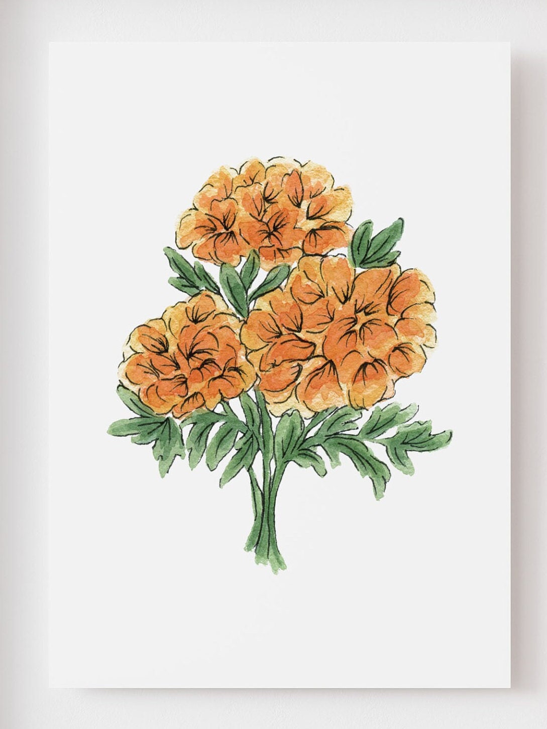 Corn Marigold, Ink & Coloured Pencil Drawing – Kat Root, Art with Aphantasia