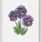 Pansy Art Print