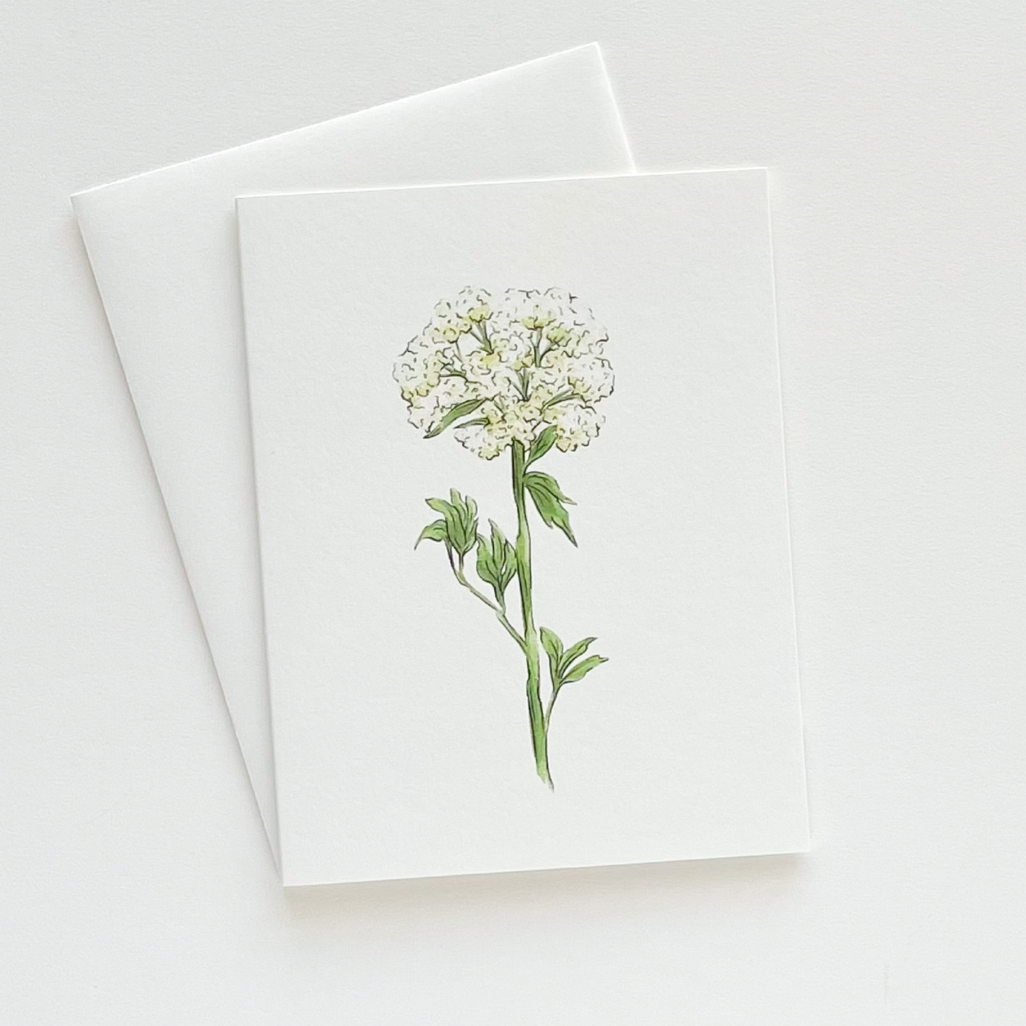 Queen Annes Lace Everyday Greeting Card